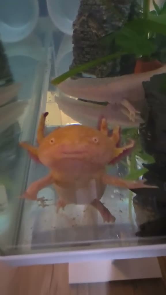 Axolotl reptiles for sale: Male and female axolotls  - Video 1