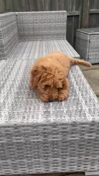 Cockapoo dogs for stud: PROVEN STUD - Red/Apricot F1B cockapoo in Dunstable - Video 3
