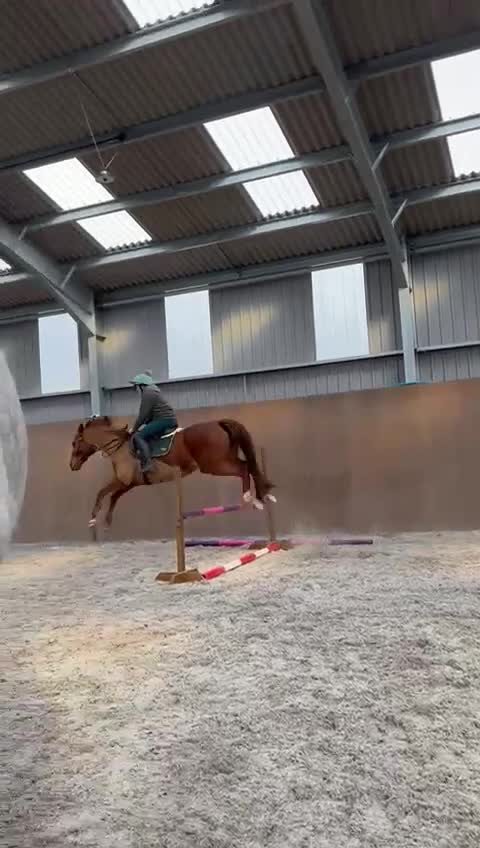 Irish Thoroughbred horses for sale: Beautiful chestnut mare for sale  - Video 1