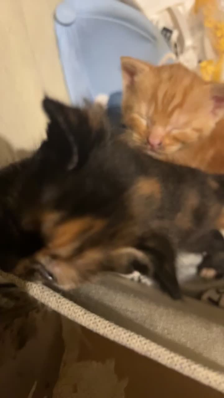 Mixed Breed cats for sale: Mixed breed kittens for sale  - Video 1