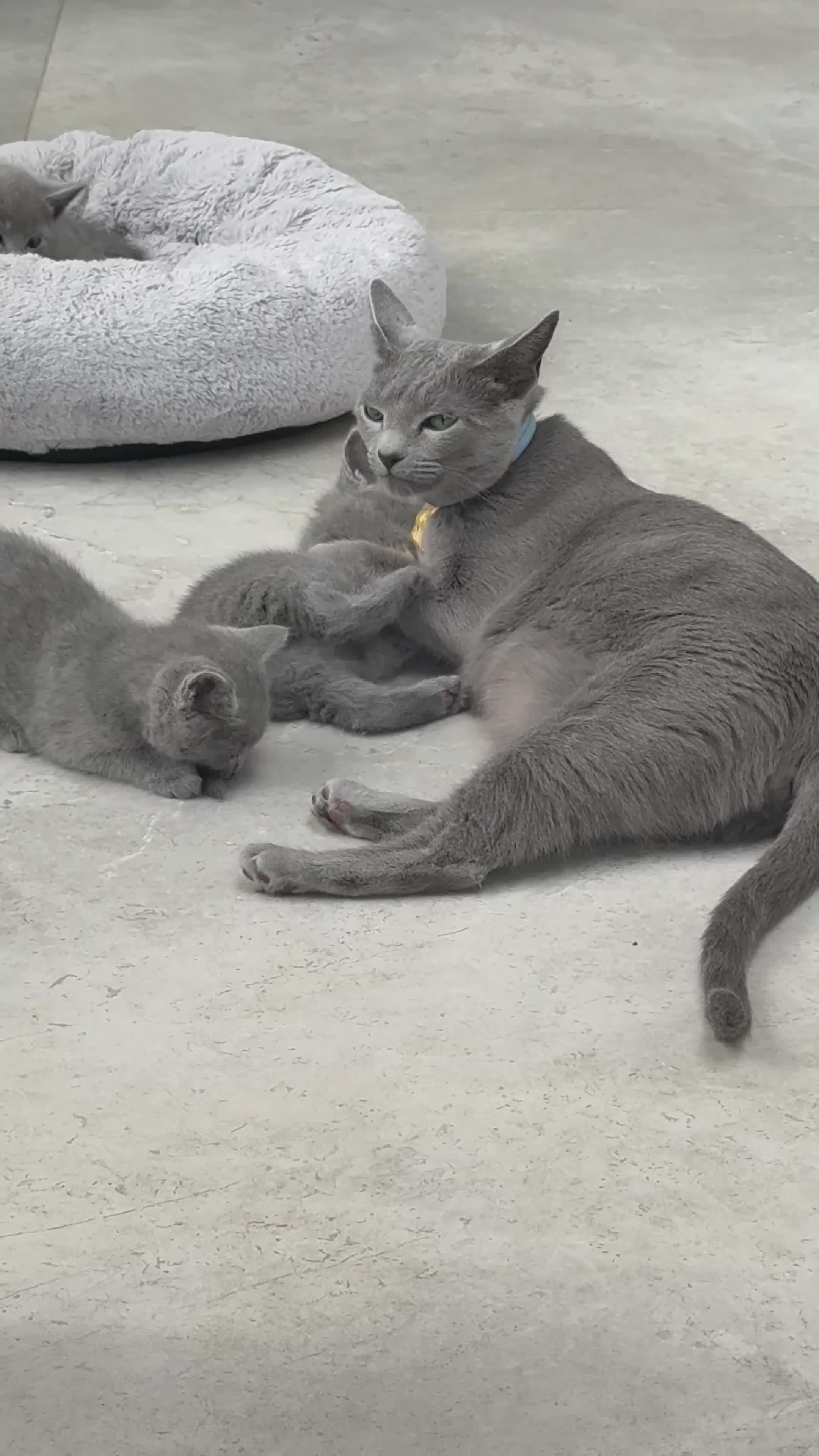 Russian Blue cats for sale: Pure Russian blue kittens with emerald green eyes! in London - Video 1