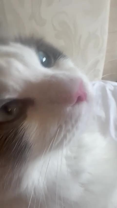 Ragdoll cats for sale: Friendly 1 yr old Ragdoll for sale in Oxford - Video 1