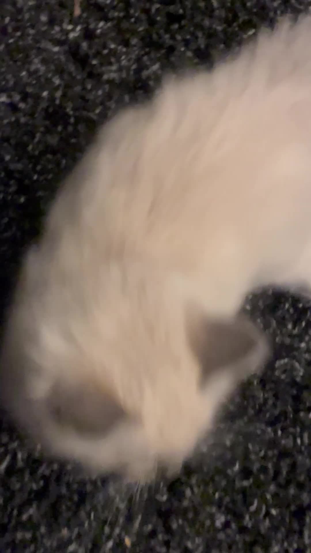 Ragdoll cats for sale: Ragdoll kitten for sale 8 weeks old - Video 1