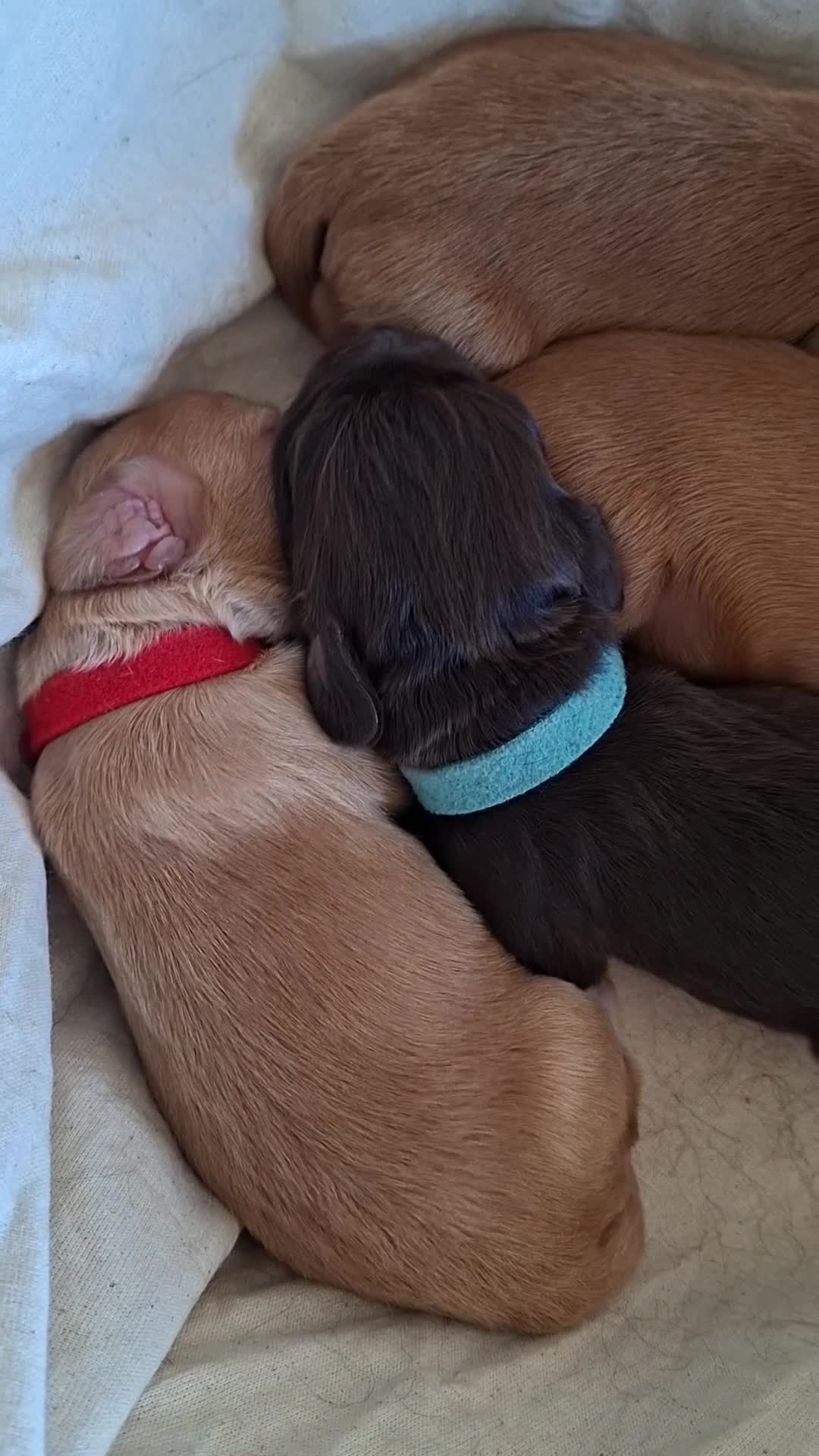 Cocker Spaniel dogs for sale: Working Cocker Spaniel Puppies - Video 5