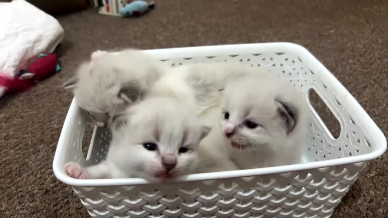 Siberian cats for sale: Pure bred siberian kittens  - Video 4