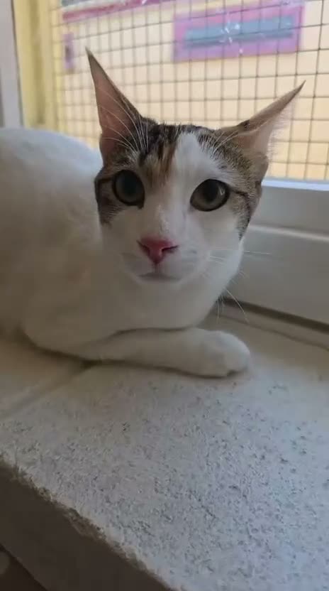 Mixed Breed cats for adoption: “Special Needs” 3 Legged Charlotte in St Albans - Video 1