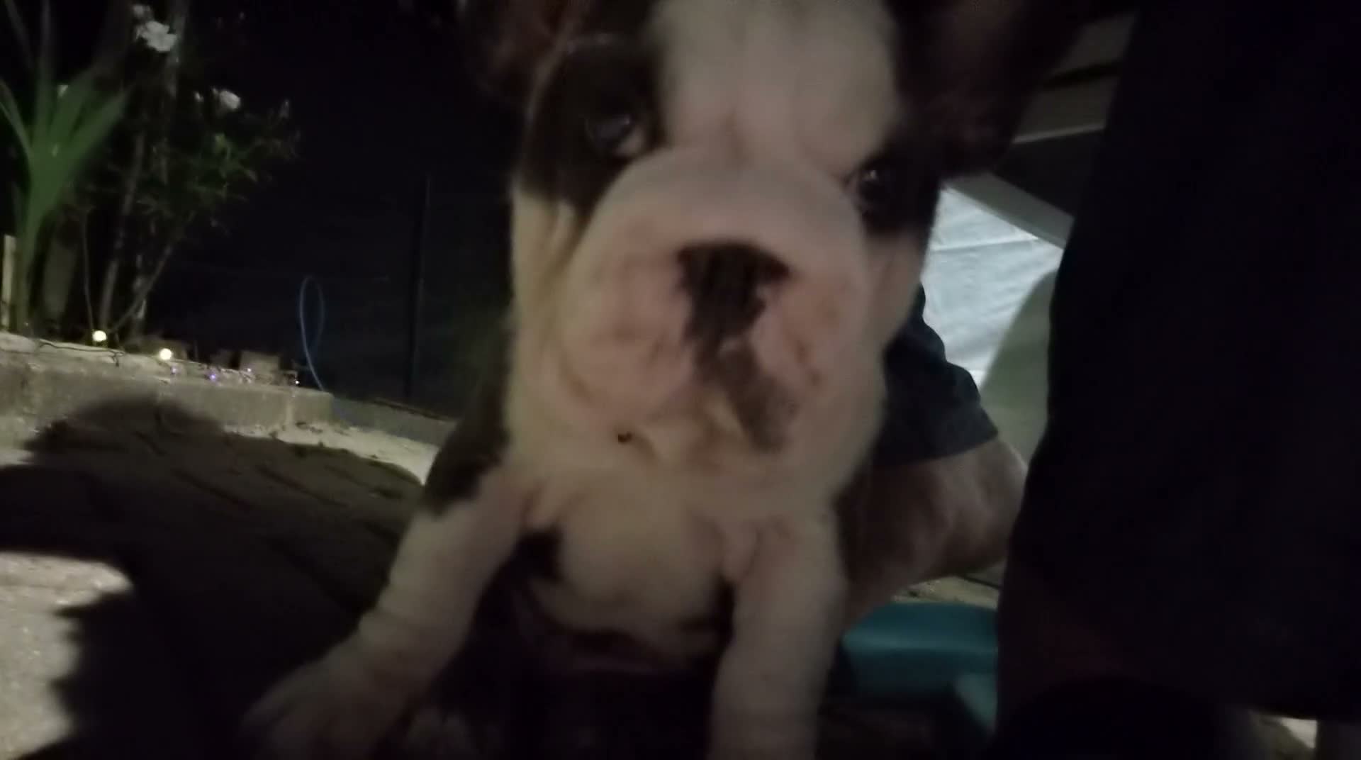 French Bulldog dogs for sale:  Mr Hugo - Video 1