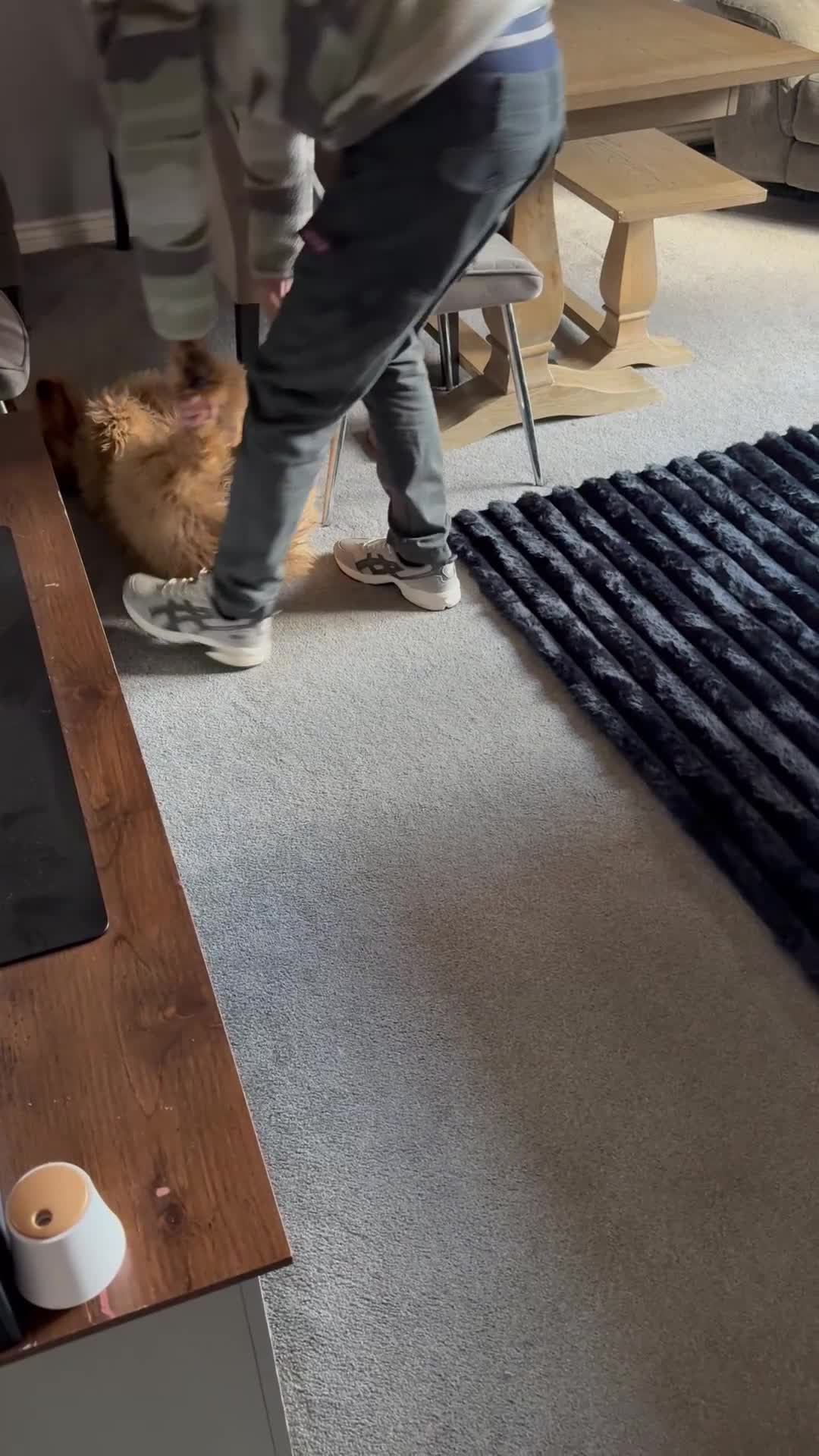 Goldendoodle dogs for sale: 8 month old Goldendoodle  - Video 1
