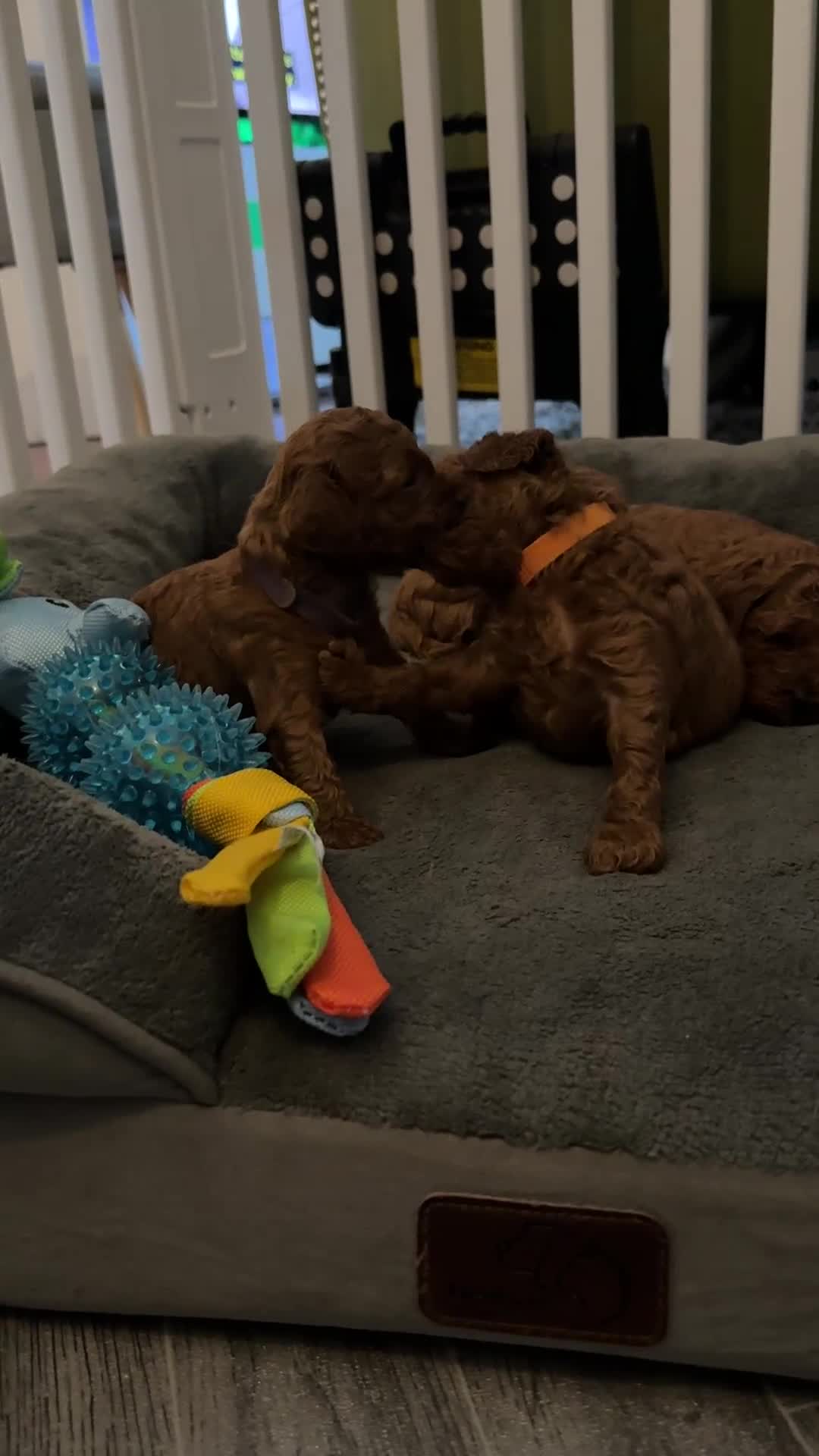 Toy Poodle dogs for sale: 6 Exquisite Red Toy Poodles. Parents DNA Clear - Video 1