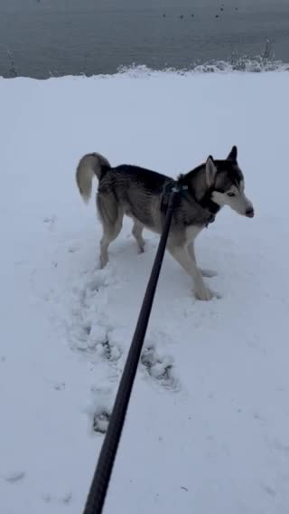 Siberian Husky dogs for stud: For stud only (quality proven stud ) in Wakefield - Video 3