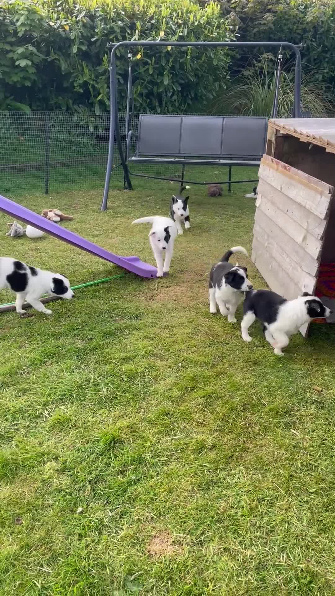 Border Collie dogs for sale: Absolutely Gorgeous Black&White Border Collie Pups - Video 2