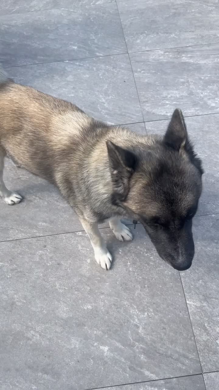 Akita dogs for stud: AKITA stud  in London - Video 1