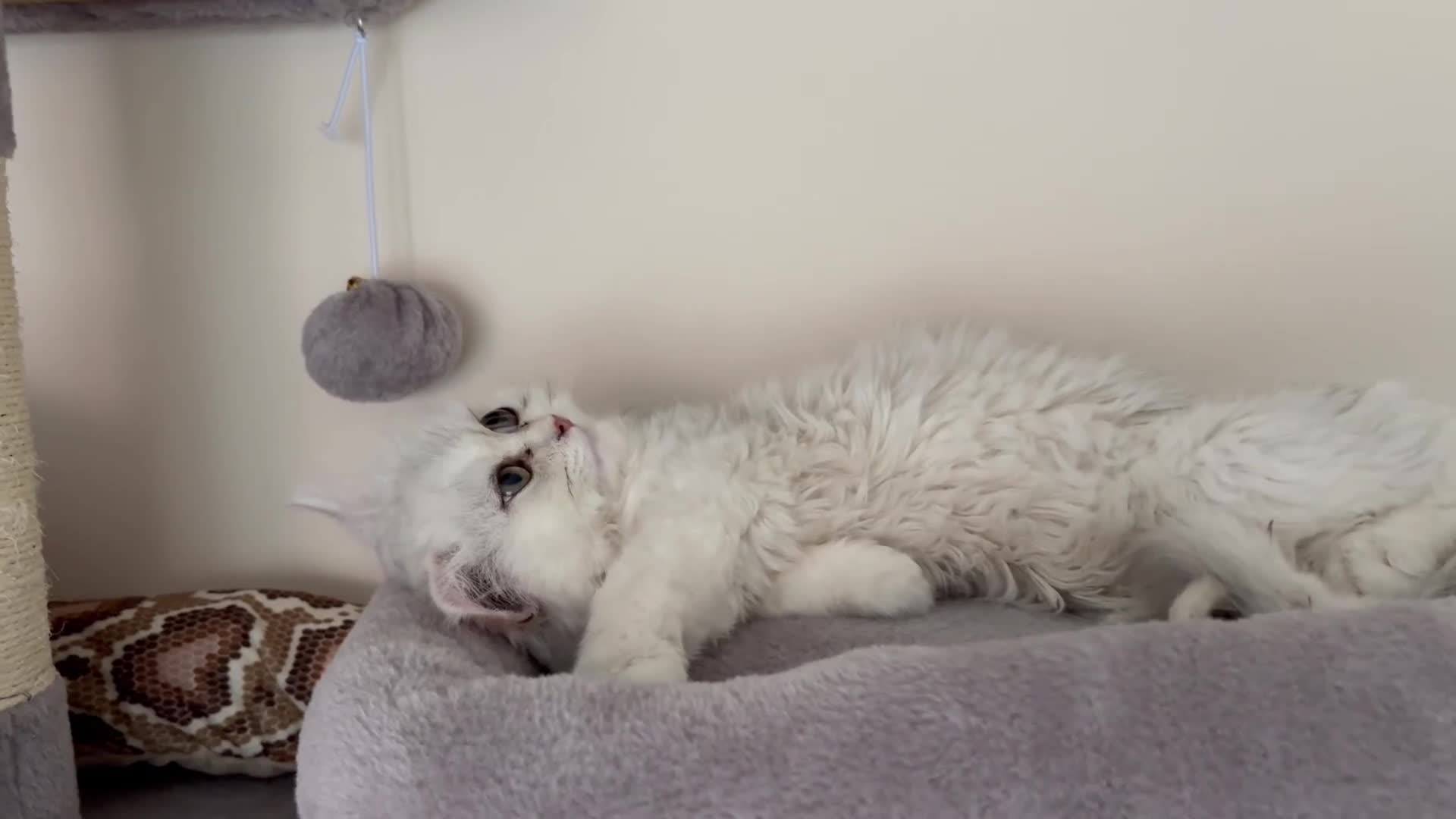 Persian cats for sale: Gorgeous Chinchilla Kittens for sale  - Video 1