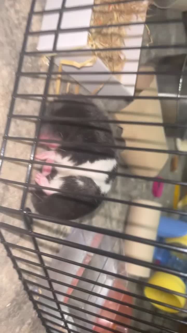 Hamster rodents for sale: FREE her name is patch and is super friendly x - Video 2