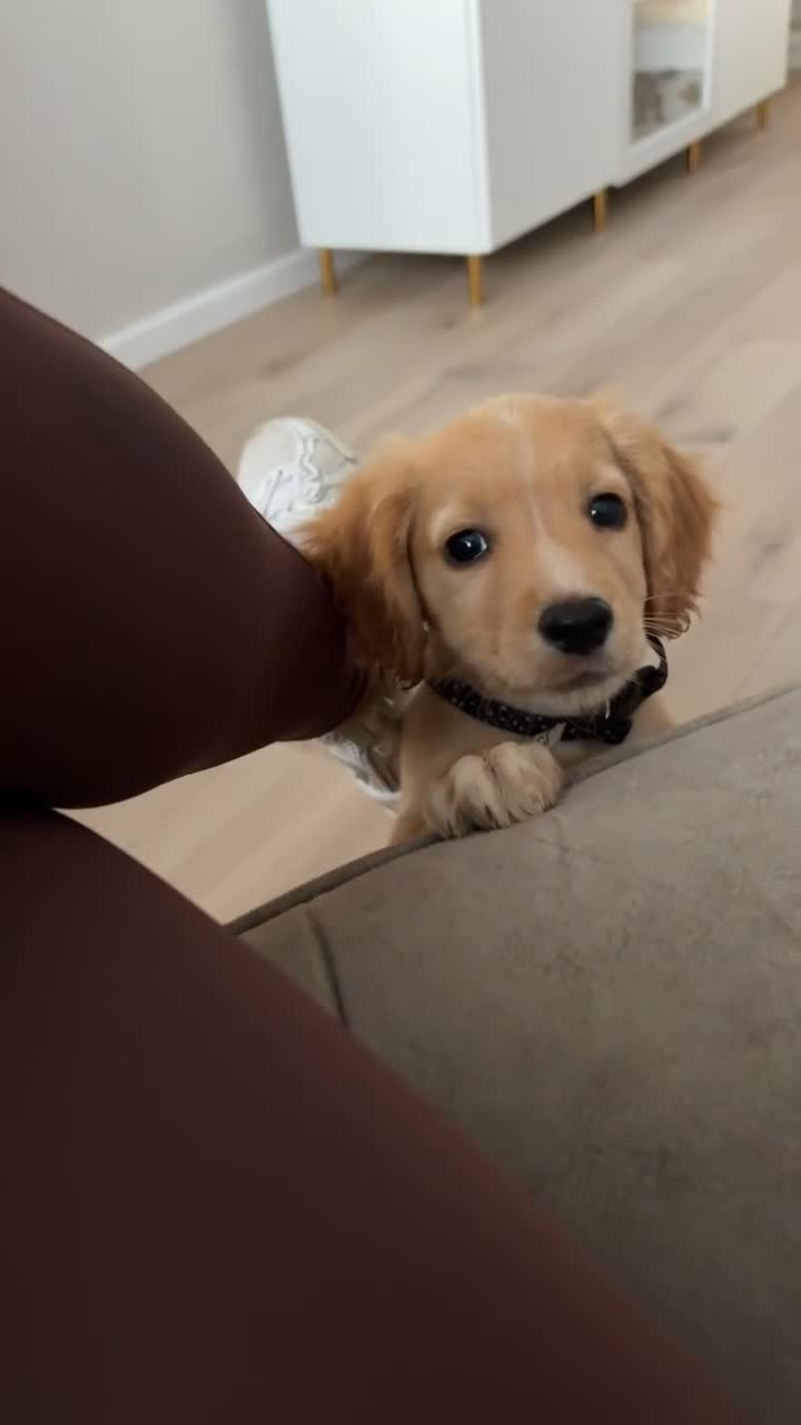 Cocker Spaniel dogs for sale: Cocker spaniel  in Bishop Auckland - Video 3