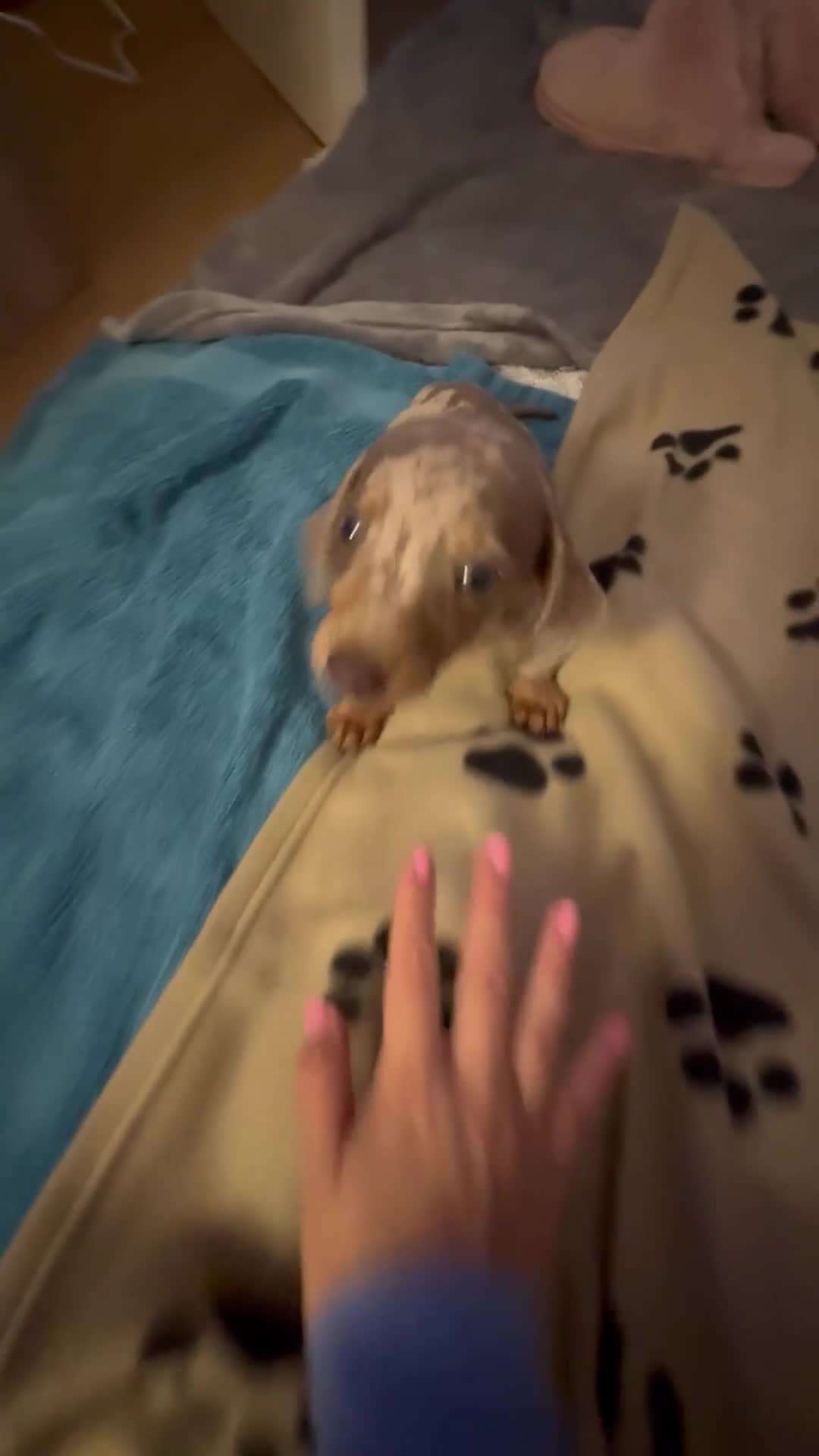 Miniature Dachshund dogs for sale: Miniature Dachshund  - Video 1