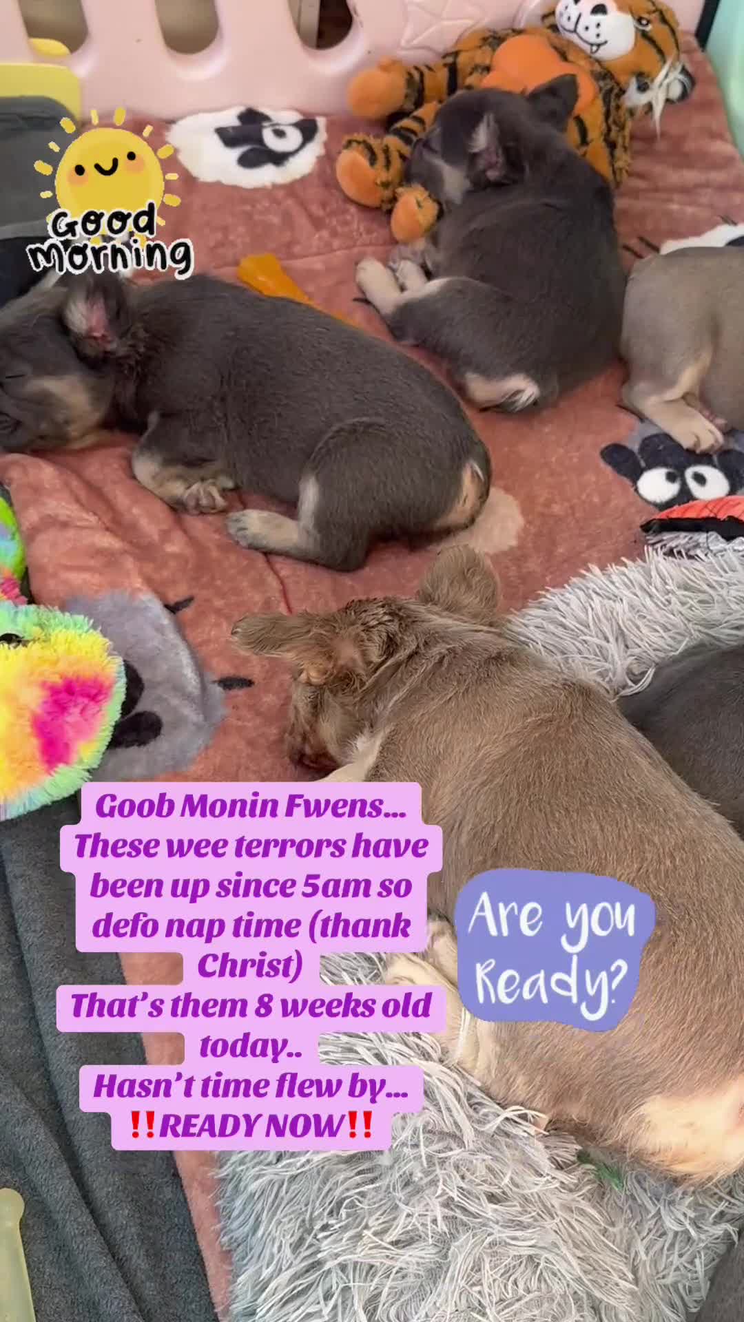 French Bulldog dogs for sale: ⭐️Gorgeous French Bulldog Puppies⭐️ - Video 2