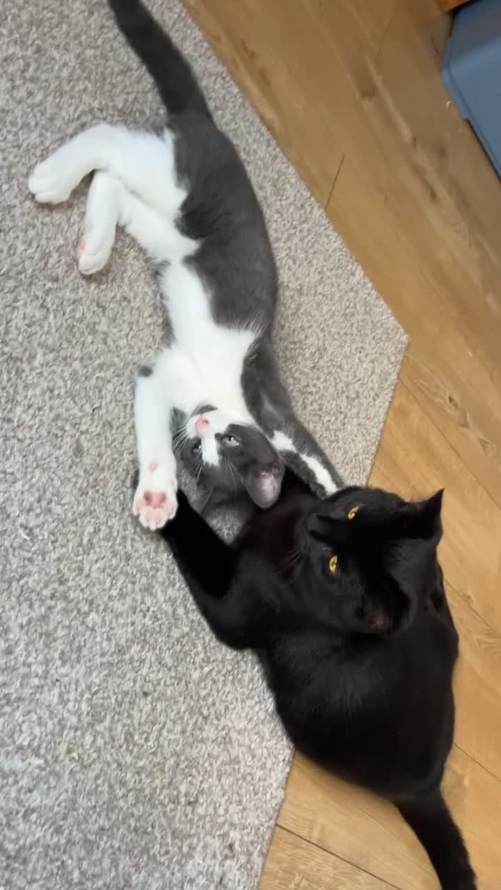 Mixed Breed cats for sale: REGGIE male 1 year old  in Ipswich - Video 1