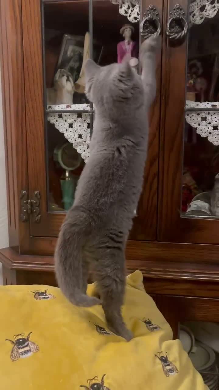 British Shorthair cats for sale: Ready Today GCCF Female - Video 1