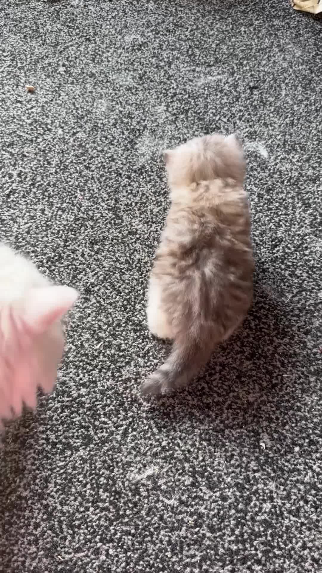 Persian cats for sale: Pure Persian - Video 1