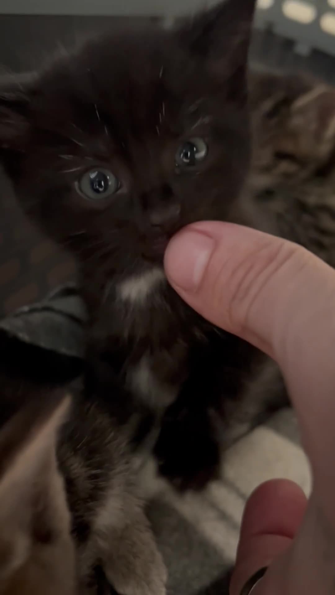 Bengal cats for sale: 2 beautiful Bengal mixed kitten girls.  - Video 5