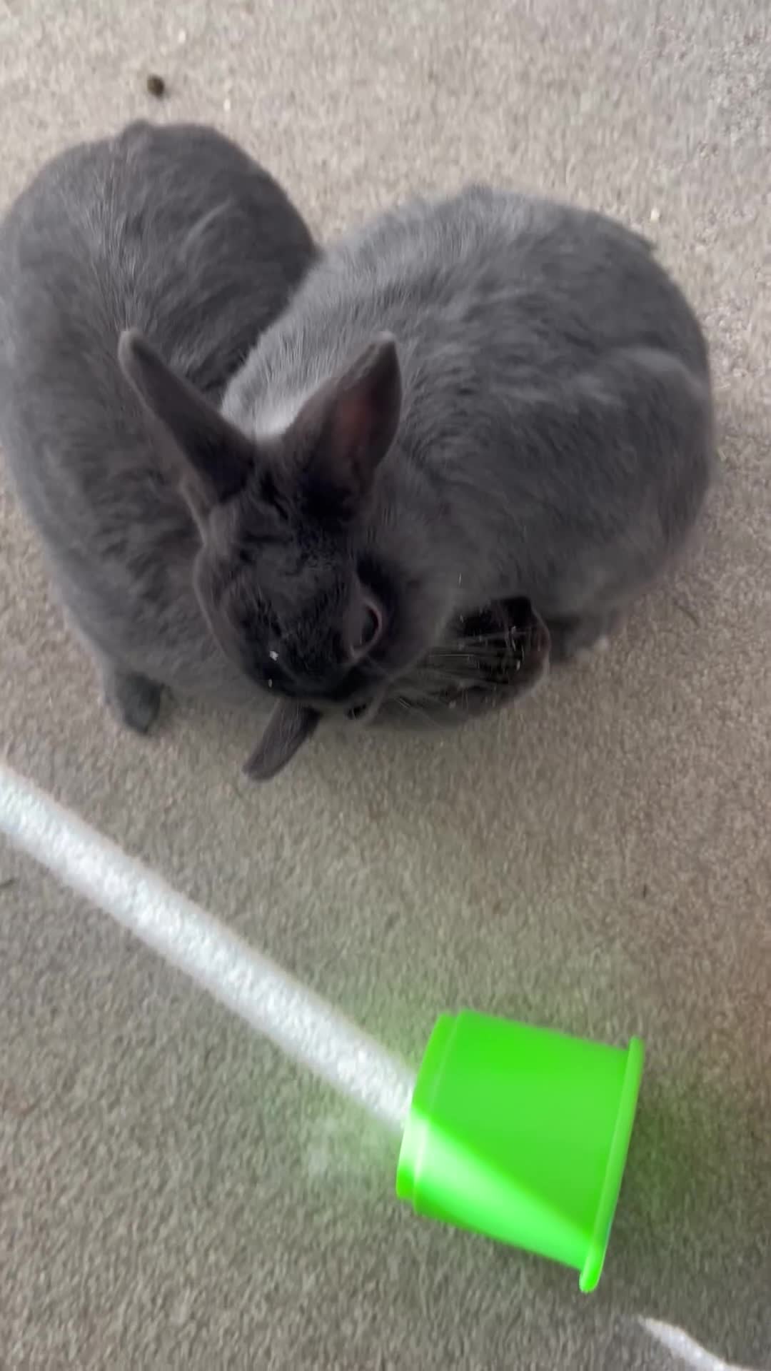 Netherland Dwarf rabbits for sale: Brother and sister bonded Netherland dwarfs - Video 4