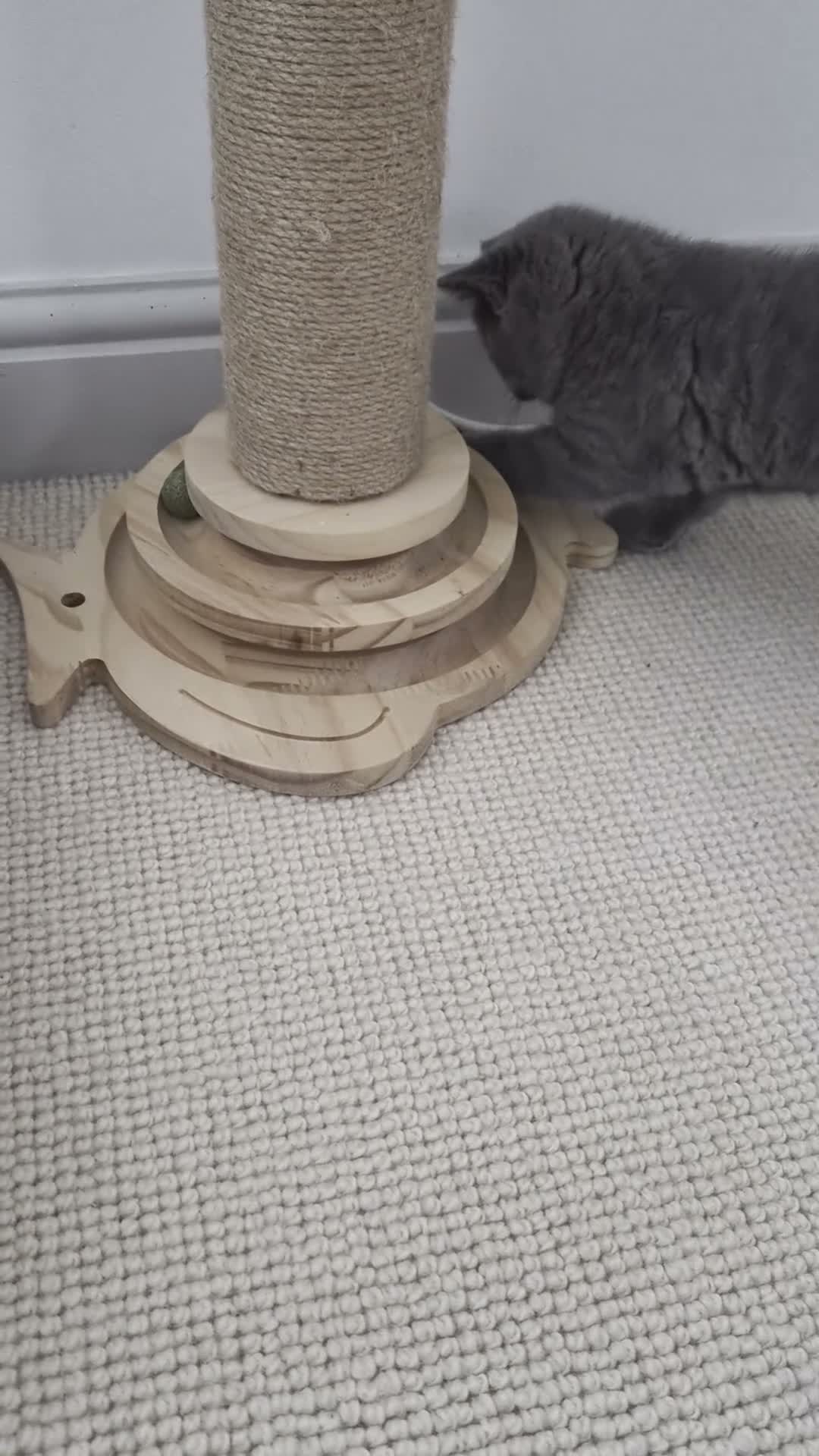 British Shorthair cats for sale: NOW ONLY £900 GCCF registered BSH girl - Video 1