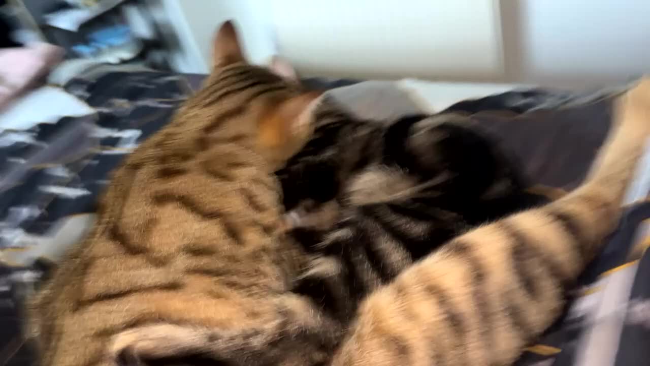 Bengal cats for sale: Milo & Luna 🩵🩷 - Video 1