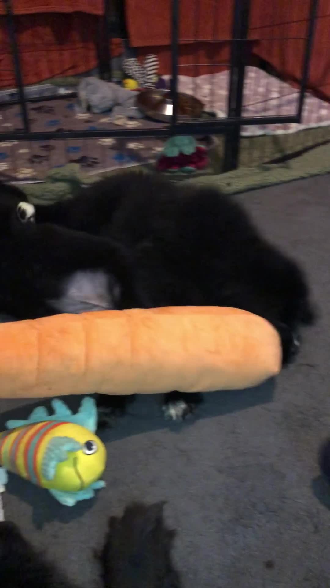 Newfoundland dogs for sale: Balticbears - Video 2