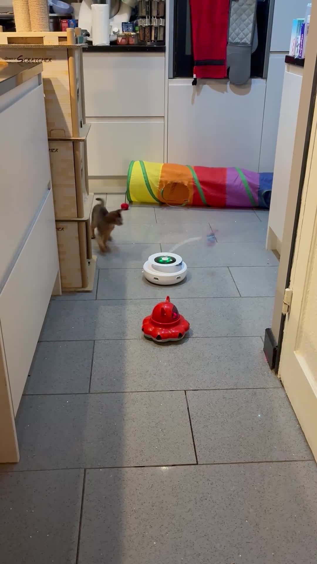 Abyssinian cats for sale: Abyssinian kittens looking for forever homes - Video 2