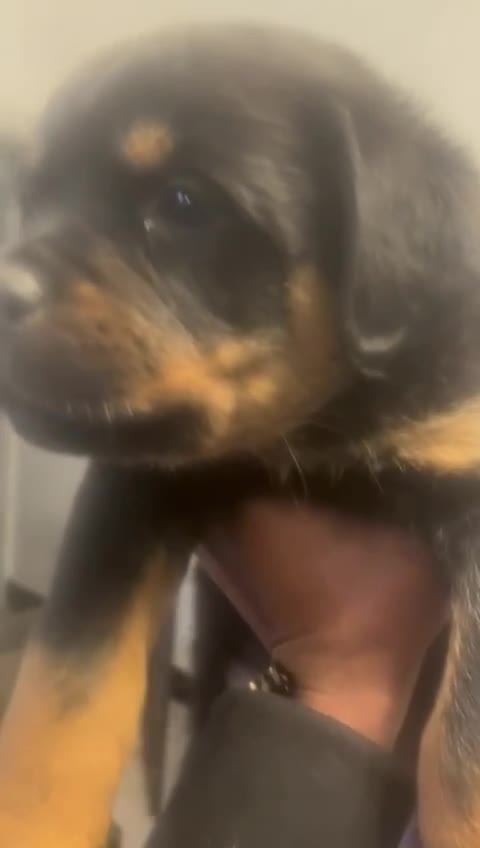 Rottweiler dogs for sale: rottweiler pups - Video 3