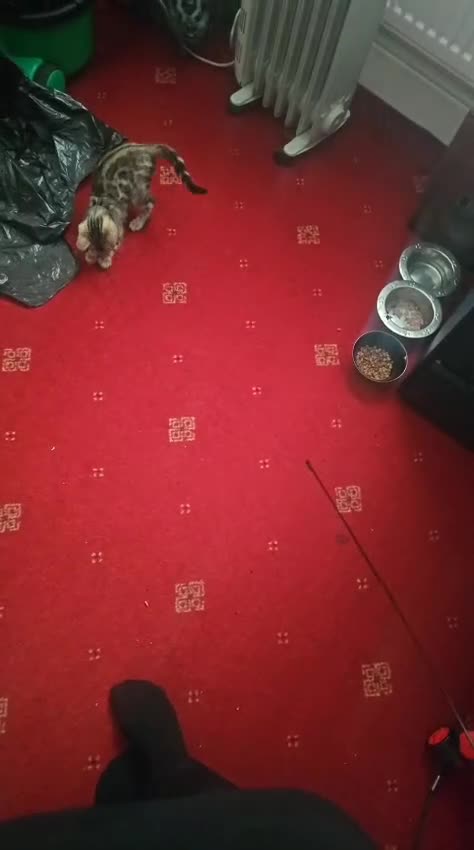 Bengal cats for sale: Bengal kitten  - Video 1