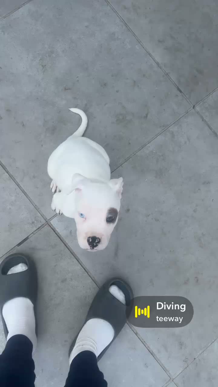 American Bully dogs for sale: Male  - Video 1