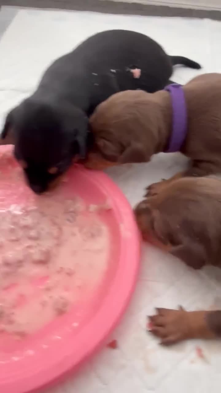 Miniature Pinscher dogs for sale: Chocolate and tan miniature pinschers  - Video 1
