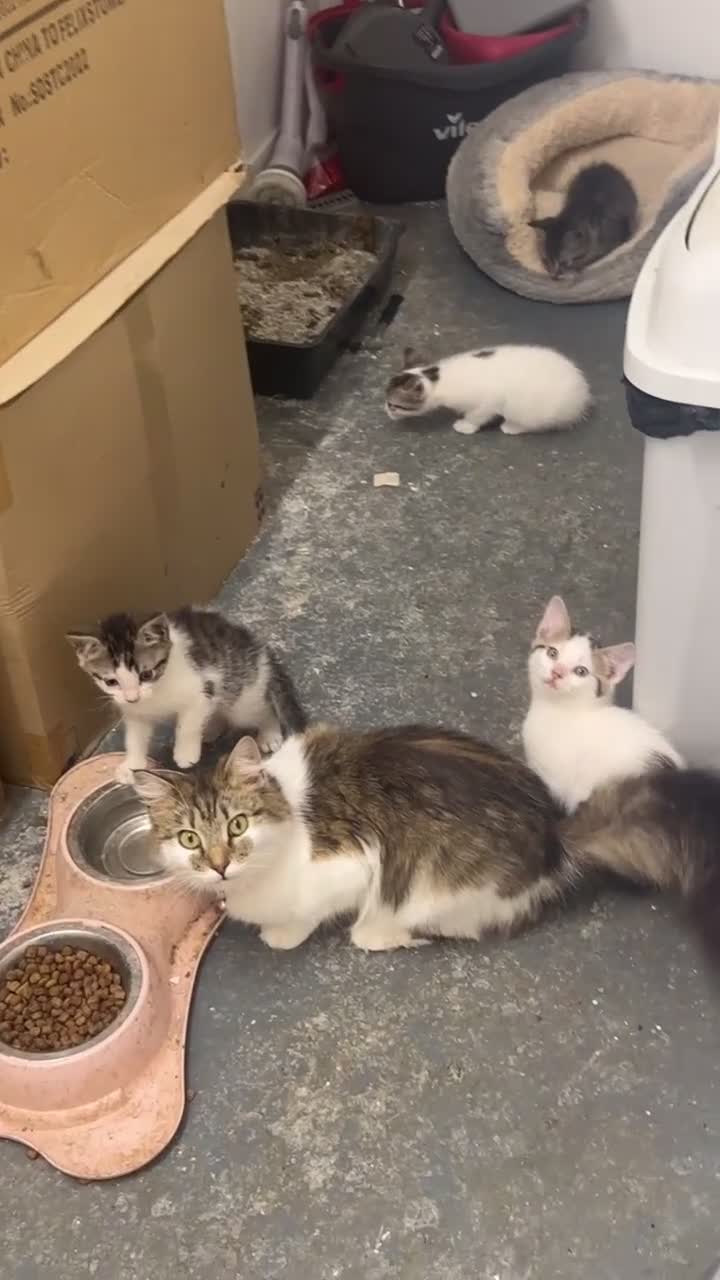 Mixed Breed cats for sale: Beautiful Siberian Mix Kitten – Friendly & Healthy in Wednesbury - Video 3