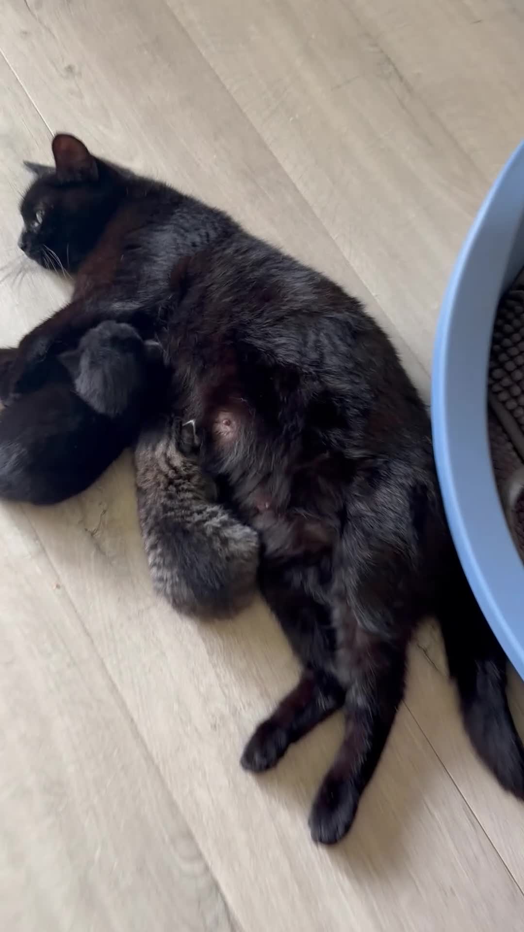 Mixed Breed cats for sale: Kittens ready for new home  - Video 1