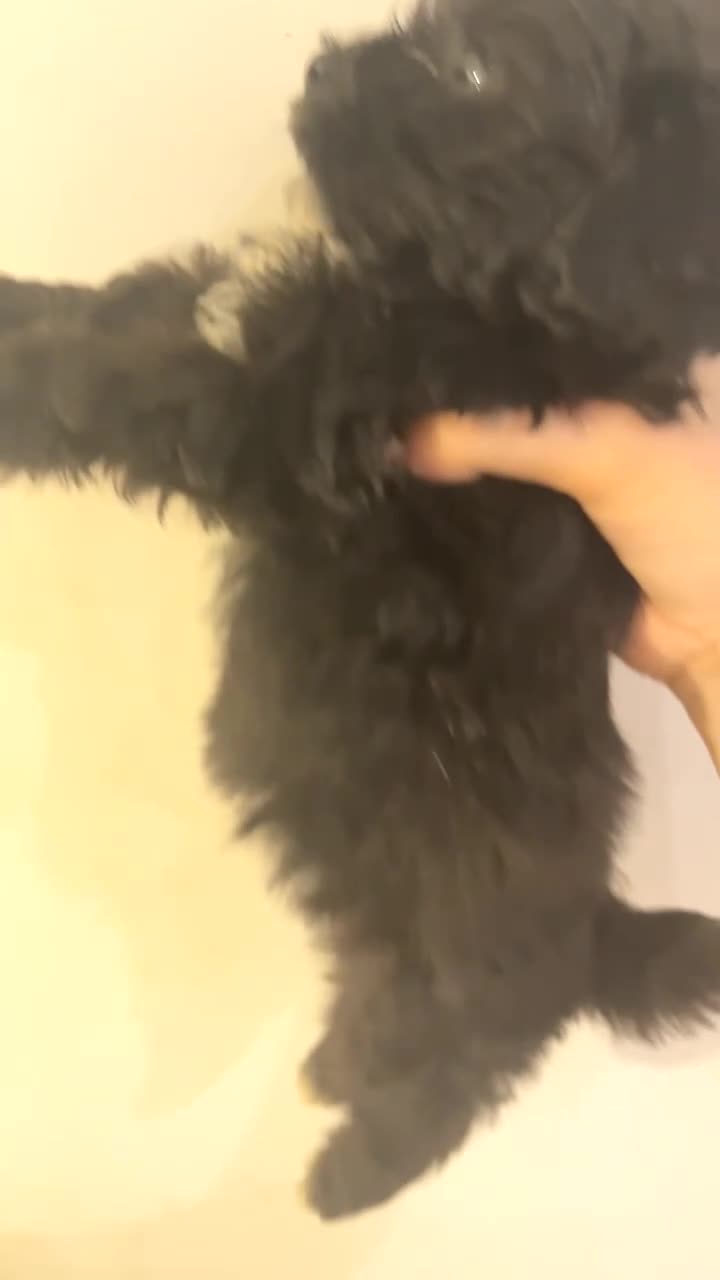 Cavapoo dogs for sale: Toy Cavapoo Puppies - Rare Teddy Bear Type - Video 1