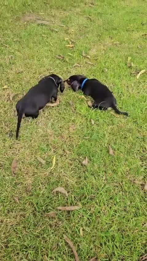 Dachshund dogs for sale: Dachshund pups ready now £600 (2 girls left ) - Video 1