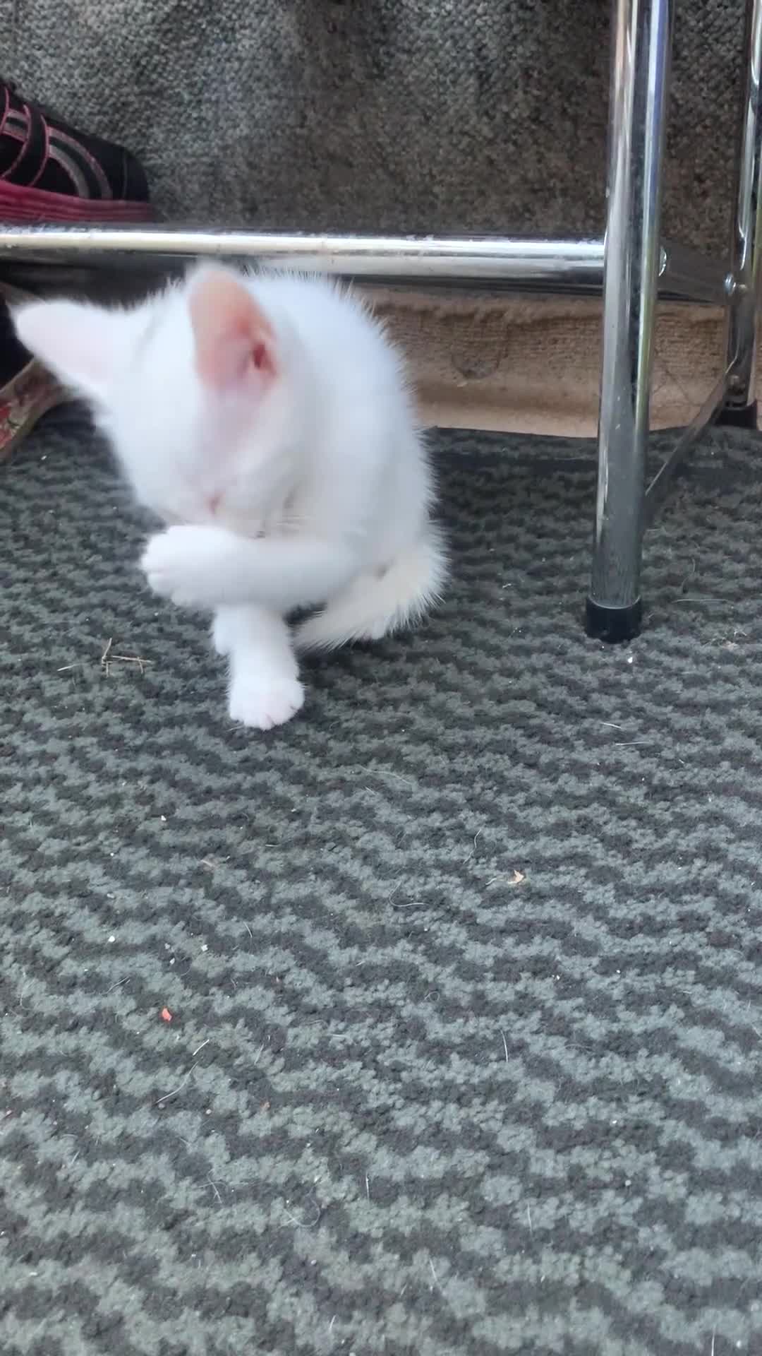 Mixed Breed cats for sale: Last two cuddly kittens - Video 2
