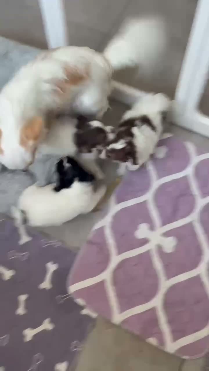 Chihuahua dogs for sale: Litter of tiny long haired chihuahuas - Video 1