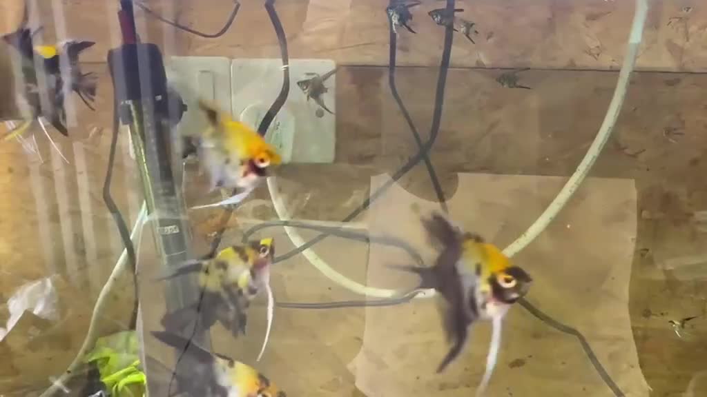 Angelfish fish for sale: Koi Angelfish - Video 1
