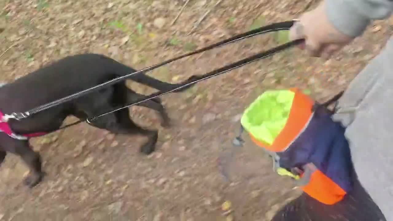 Mixed Breed dogs for sale: Mix breed  in Mansfield - Video 2