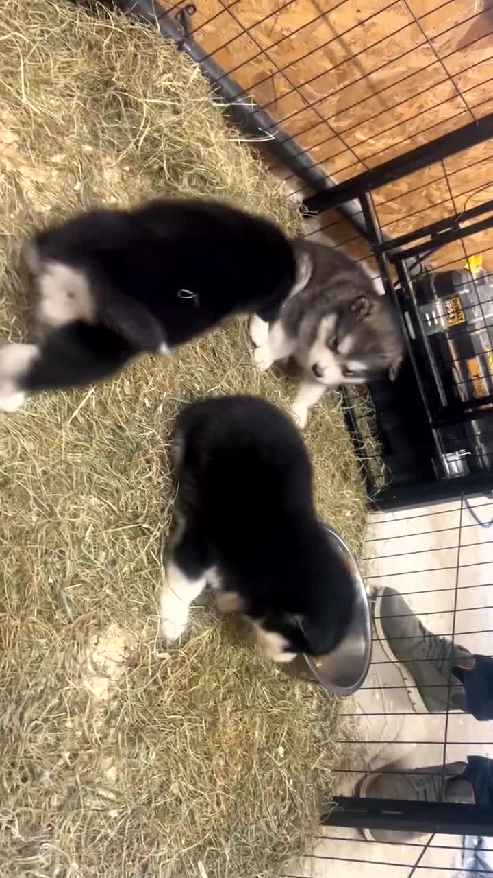Alaskan Malamute dogs for sale: Purebred Alaskan Malamute in Bradford - Video 1
