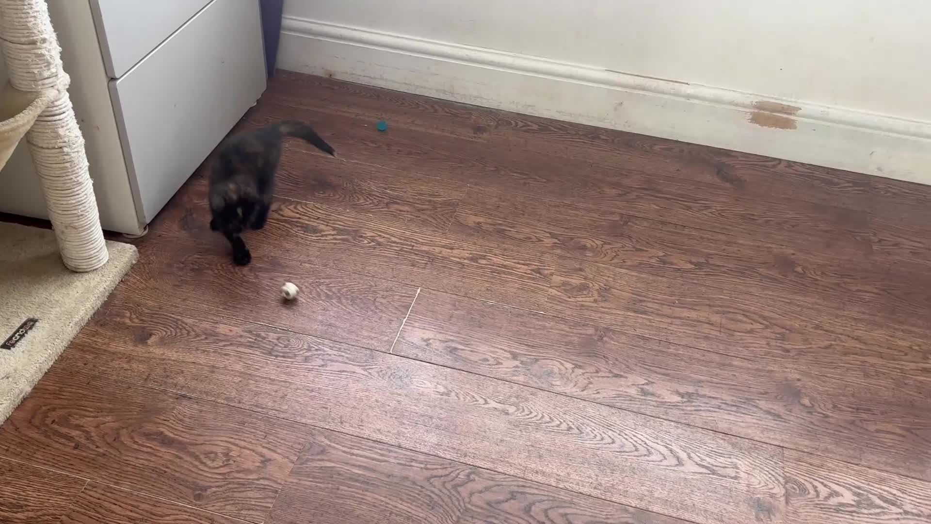 Mixed Breed cats for sale: 1/4 Maine Coon x playful tortoiseshell girl - Video 2