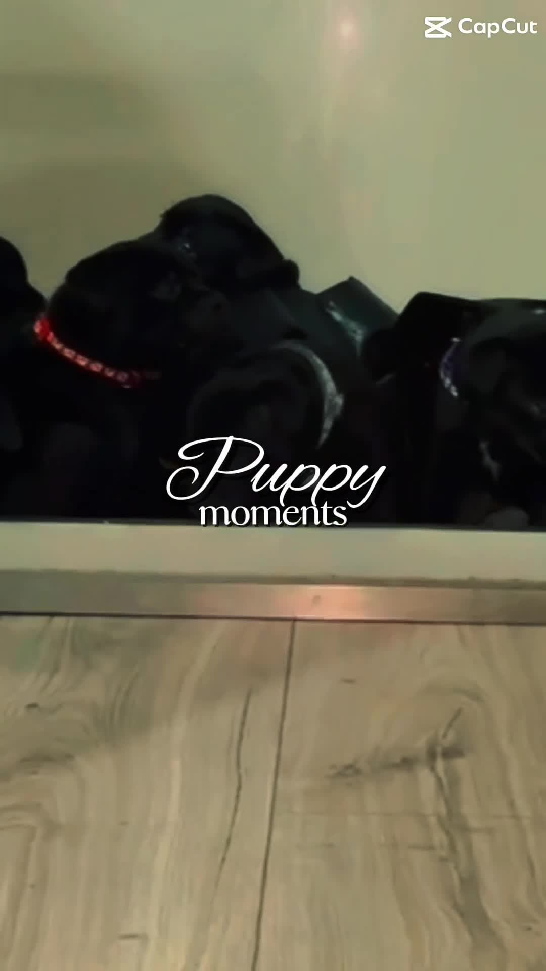 Staffordshire Bull Terrier dogs for sale: Staffys Puppies   25+ Champions ( Show Quality ) - Video 4