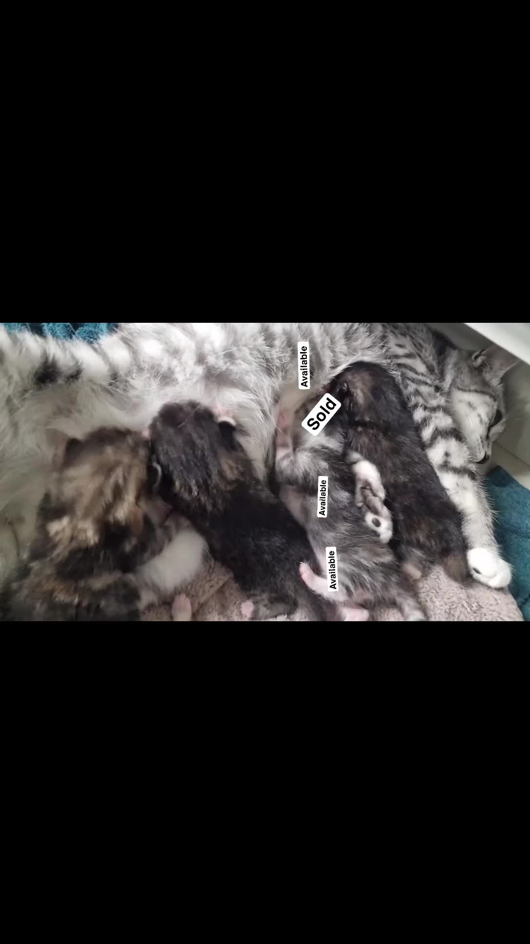 Mixed Breed cats for sale: Ghost tabby kittens - Video 1