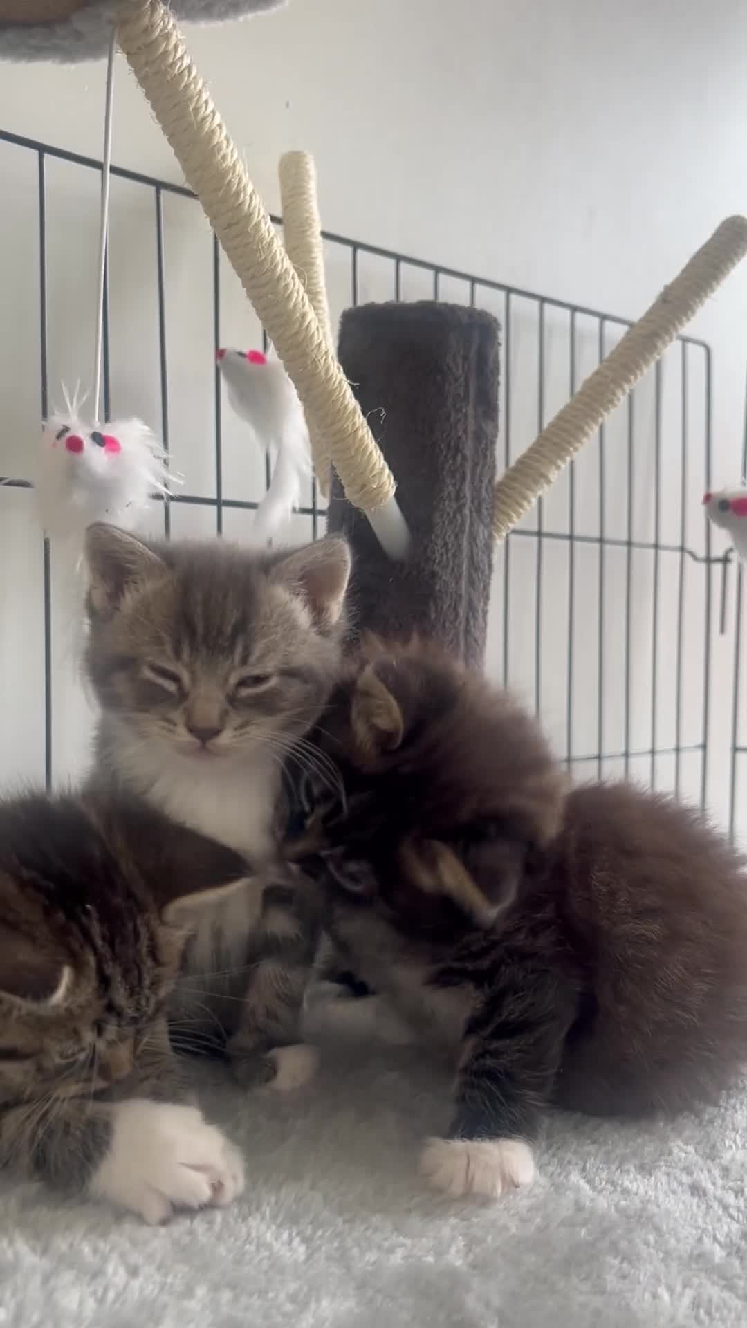 Mixed Breed cats for sale: 3 mixed breed kittens   in Brierley Hill - Video 1