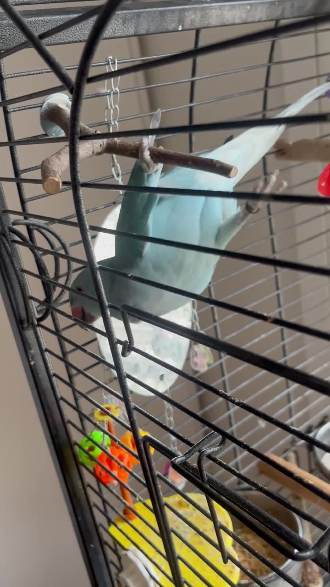 Ringnecks birds for sale: Ringneck parrot  in Plymouth - Video 2