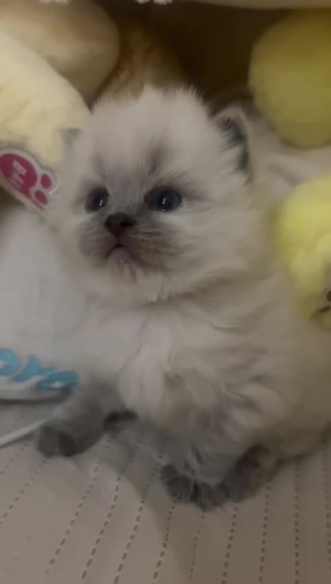 Ragdoll cats for sale: Kitten looking for loving home  - Video 1