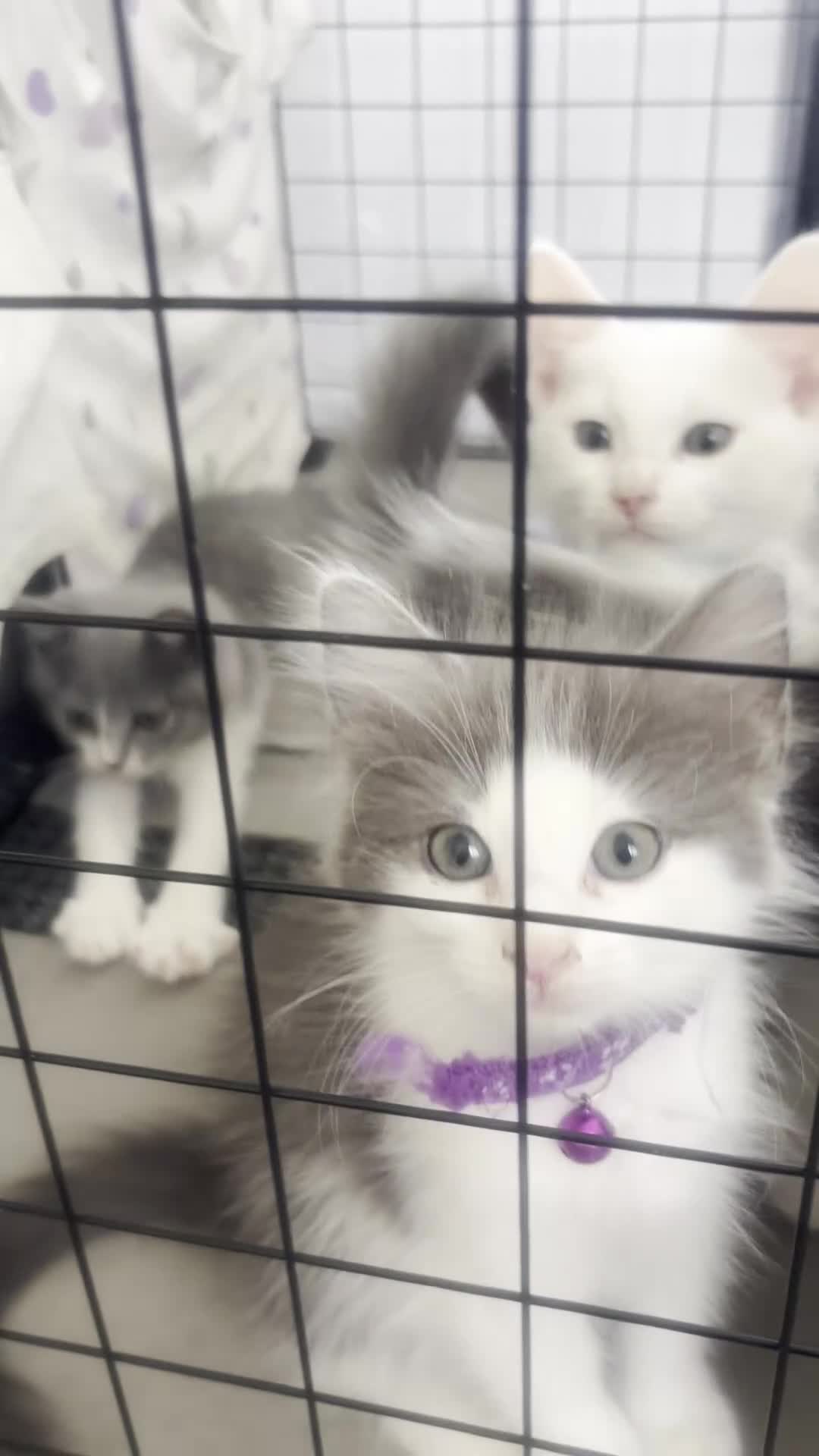 Turkish Angora cats for sale: Mix Turkish Angora kitten - Video 2
